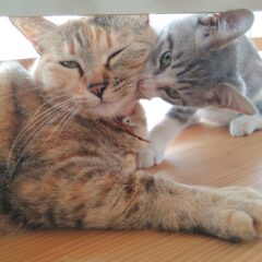 ウチの看板猫(*•̀ᴗ•́*)و ̑̑